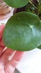 Pilea III.JPG
