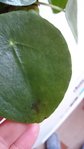 Pilea II.JPG