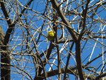 Maclura pomifera 3.JPG