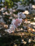 Prunus serrulata, Cerisier du japon 2.JPG
