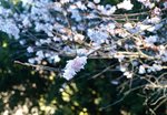 Prunus serrulata, Cerisier du japon 3.JPG