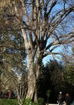 Celtis australis, Micocoulier austral 1.JPG