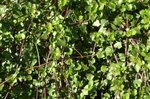 Buisson 2.JPG