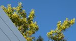 Mimosa, Acacia dealbata.JPG