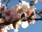 Prunus amygdalus.JPG