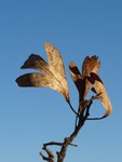 Azerolier 2, Crataegus azarolus.JPG