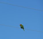 perroquet(amazone ou pas).JPG