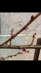 Abricotiers boutons floraux petite.JPG