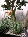 Aloe humilis, floraison