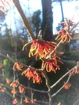 hamamelis.jpg