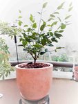 camelia high fragrance 2018-02-02-1.jpg
