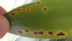 clivia.PNG
