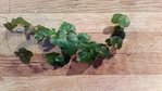 thumbnail_DSC_0004.jpg