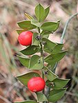 Ruscus aculeatus 0671p.JPG