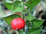 Ruscus aculeatus0671p.JPG