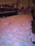 IMG_20180207_064529.gif