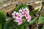 Bergenia 0692 P.JPG