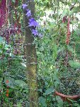 campanule 31.10.08 003.jpg