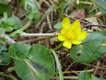 P1060392 - Copie.JPG