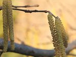 Corylus0709 P.JPG