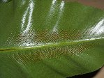 asplenium spores.JPG