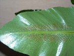 asplenium spores 2.JPG