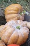 Courge butternut hybridée.jpg