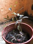 Nandina 0718.JPG