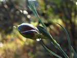 Dianthus, œillet 1.JPG
