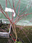 IMAG0914 copie.jpg