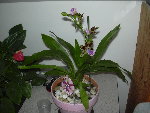 orchidée zygopetalum.JPG
