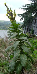 DSCN1298.jpg