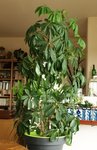 Schefflera.JPG