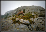 chamois broutant2.jpg