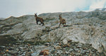 1-2 chamois 001.jpg