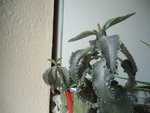 kalanchoe1.JPG