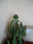 kalanchoe3.JPG