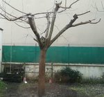 arbre murier platane.JPG