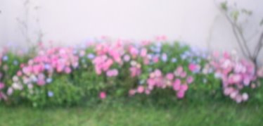 flor rose.jpg