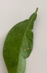 IMG_3730.jpeg