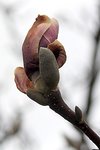 Magnolia soul. 0413.JPG