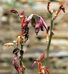 Rosa 0408.JPG