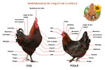 morphologie_poule_coq.jpg