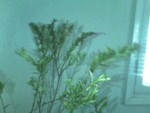 IMG005.JPG