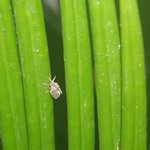 Insectes sur cycas revoluta