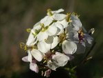 Diplotaxis Erucoïde, roquette bokeh.JPG