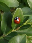 Coccinelle.JPG