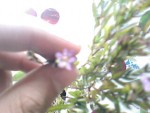 IMG003.JPG