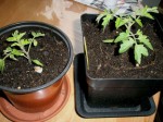 Tomates apéritif 1ère tournée petit.JPG
