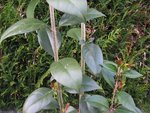 IMG_5727.jpg